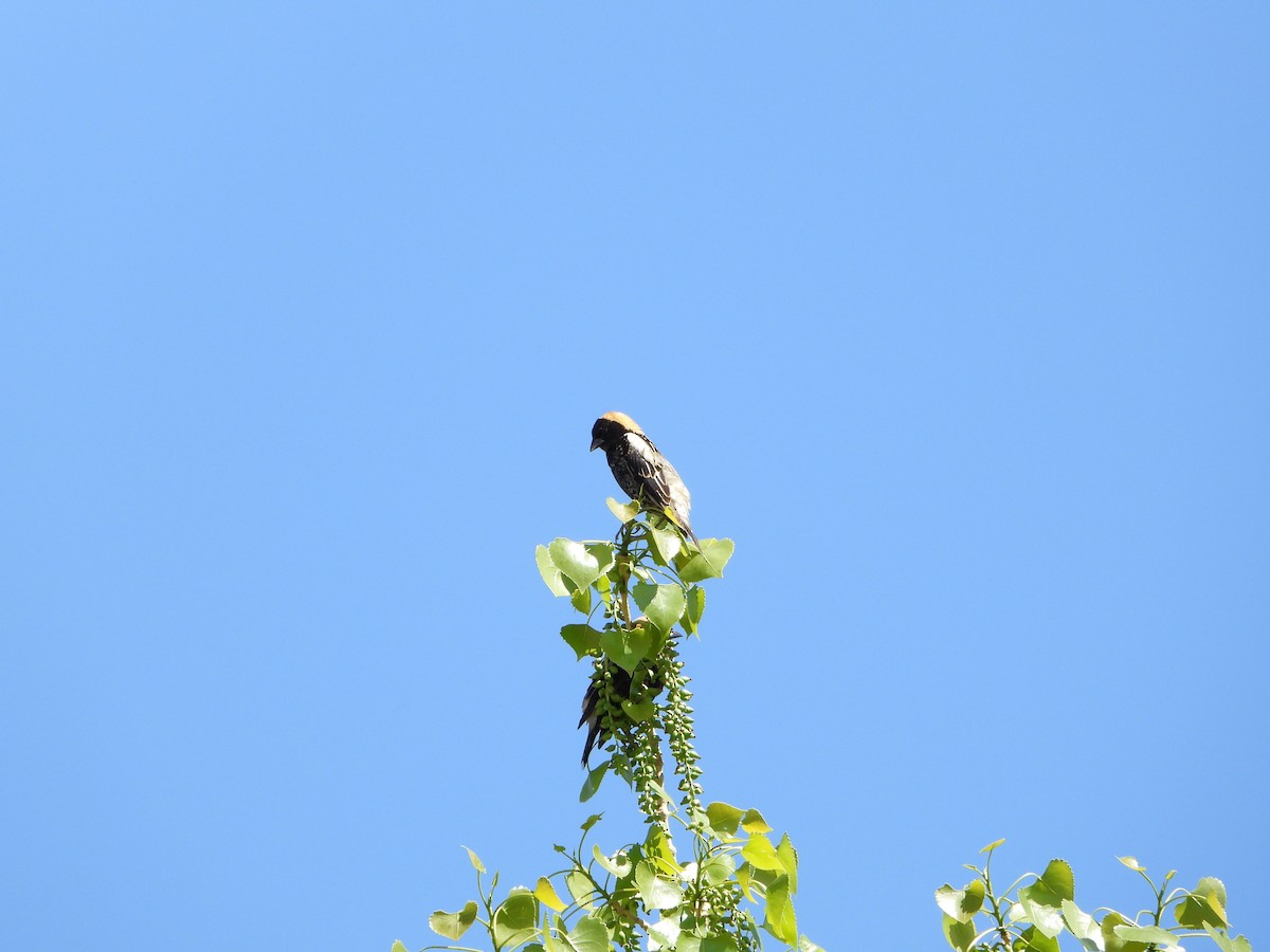 bobolink americký - ML574133851