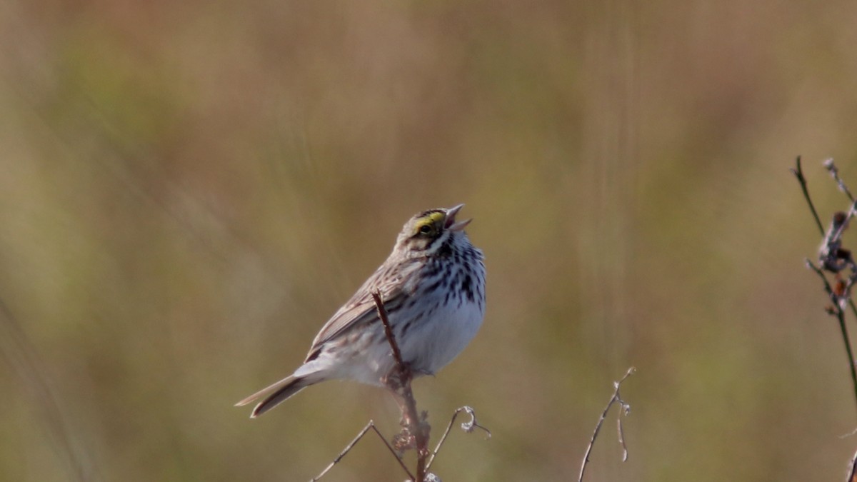 Savannah Sparrow - ML574134171