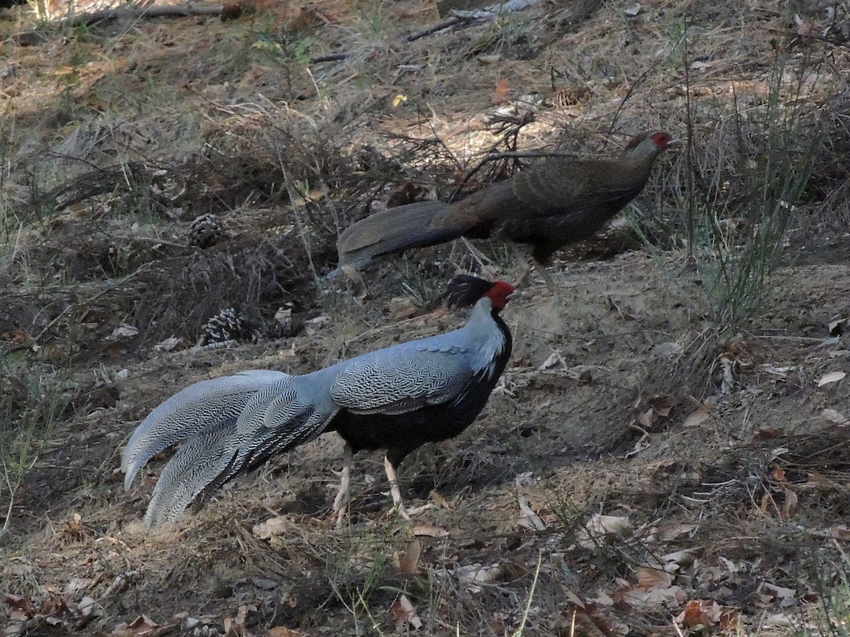 Silver Pheasant - ML574134581