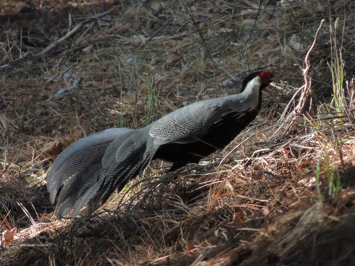 Silver Pheasant - ML574134611