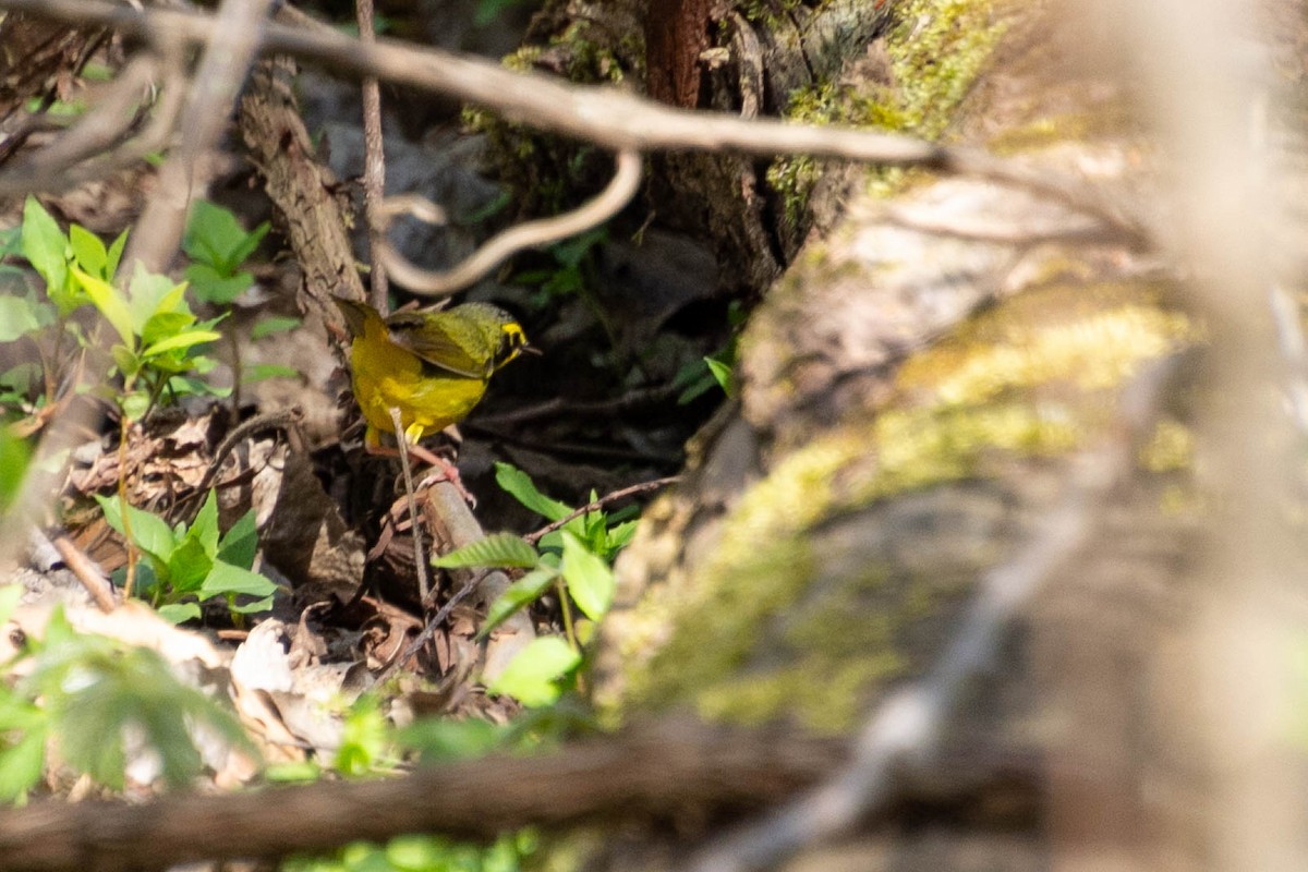 Kentucky Warbler - ML574134691