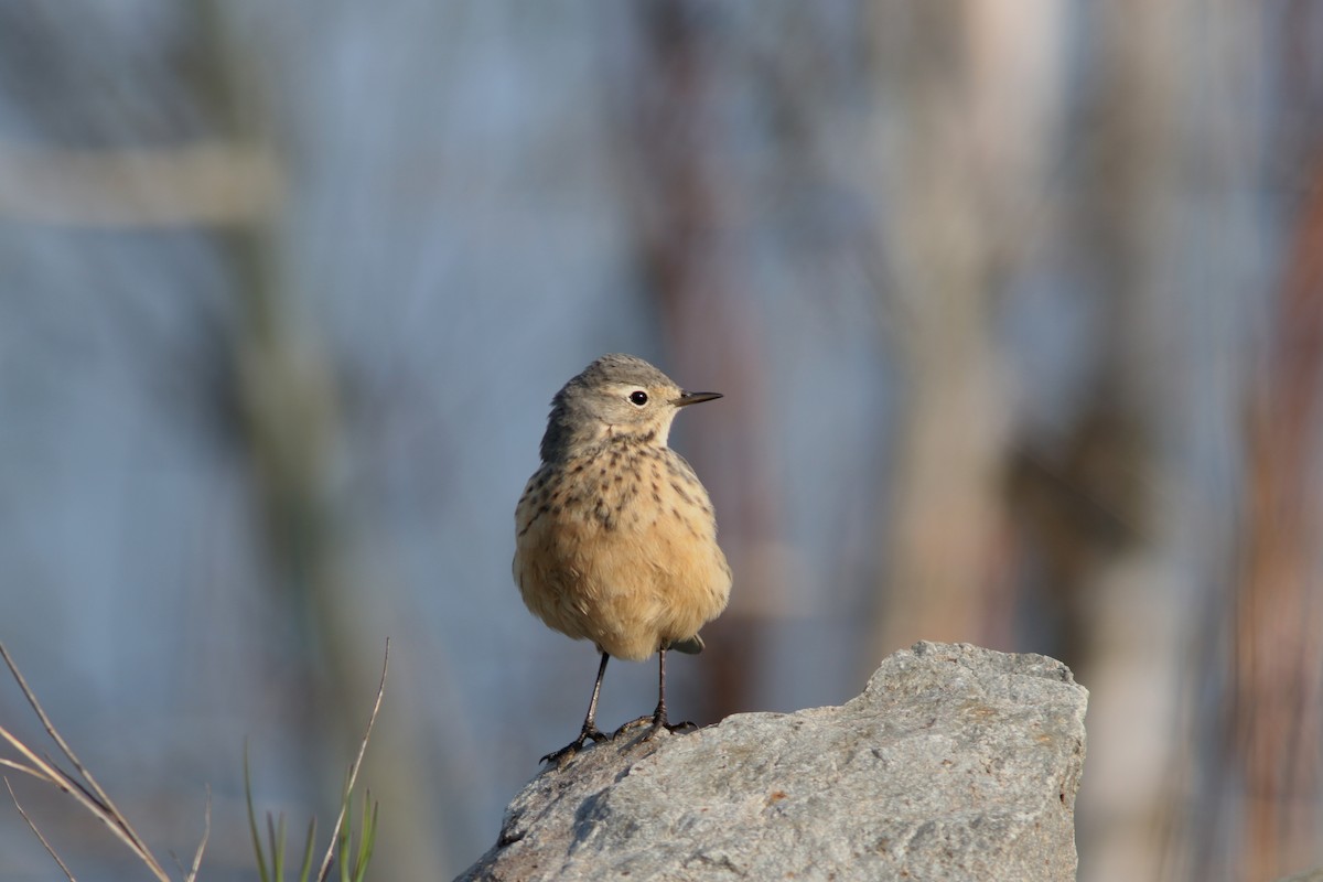 American Pipit - Real Gauthier