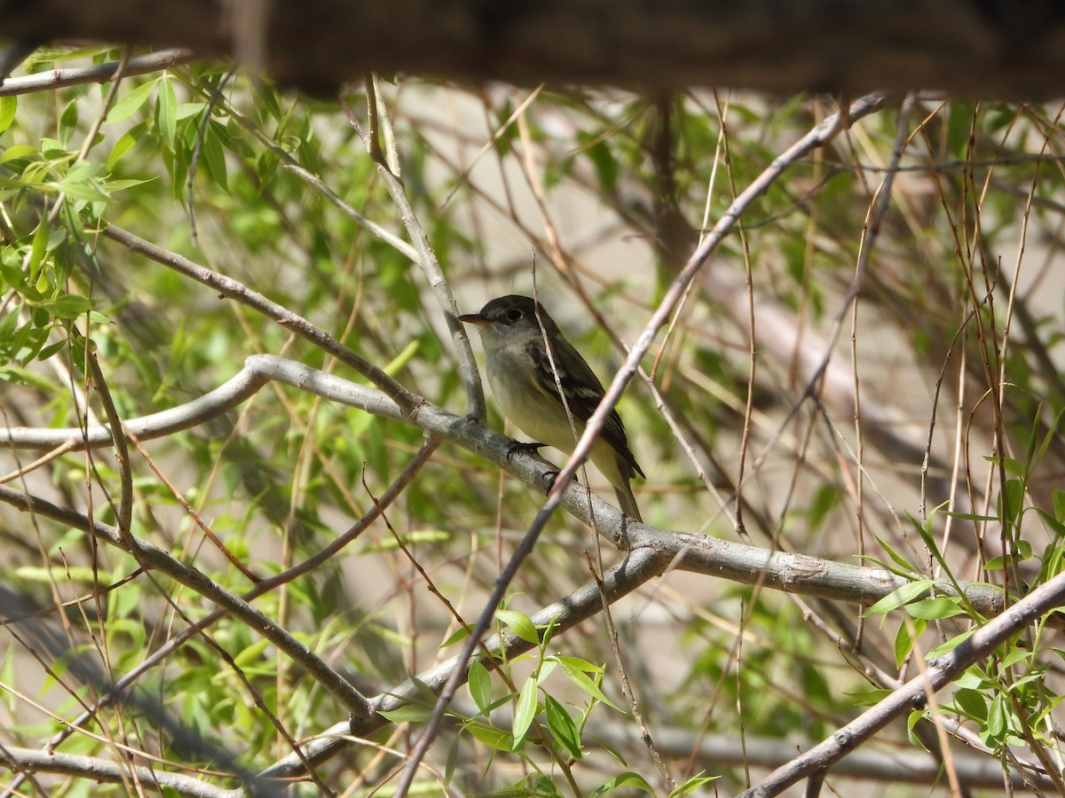 Mosquero sp. (Empidonax sp.) - ML574134771