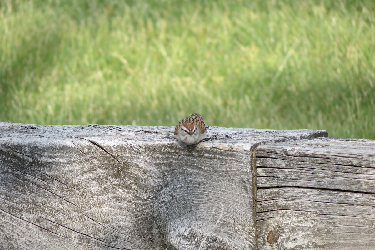 Chipping Sparrow - ML574134801