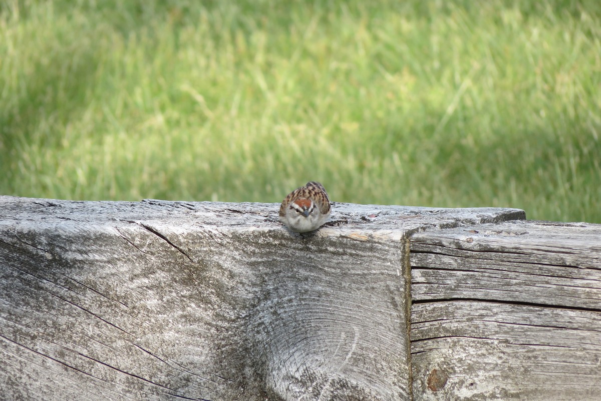 Chipping Sparrow - Luis Mendes