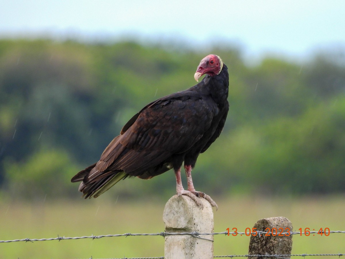 Turkey Vulture - ML574135361