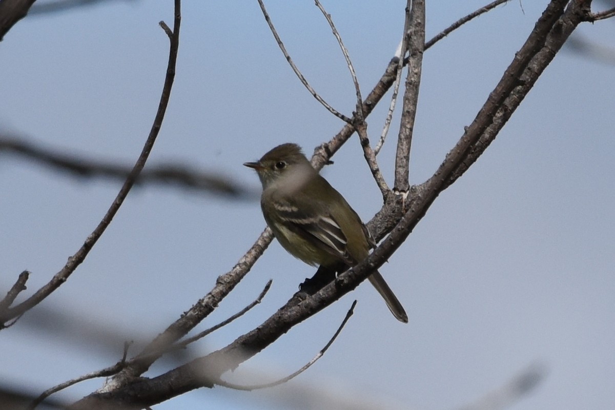 Mosquero Mínimo - ML574135781