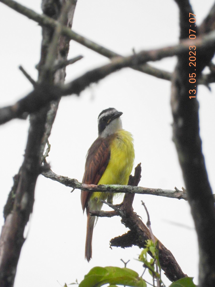 Great Kiskadee - ML574135831