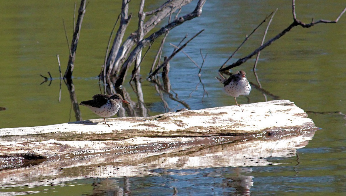 Spotted Sandpiper - John  Cameron