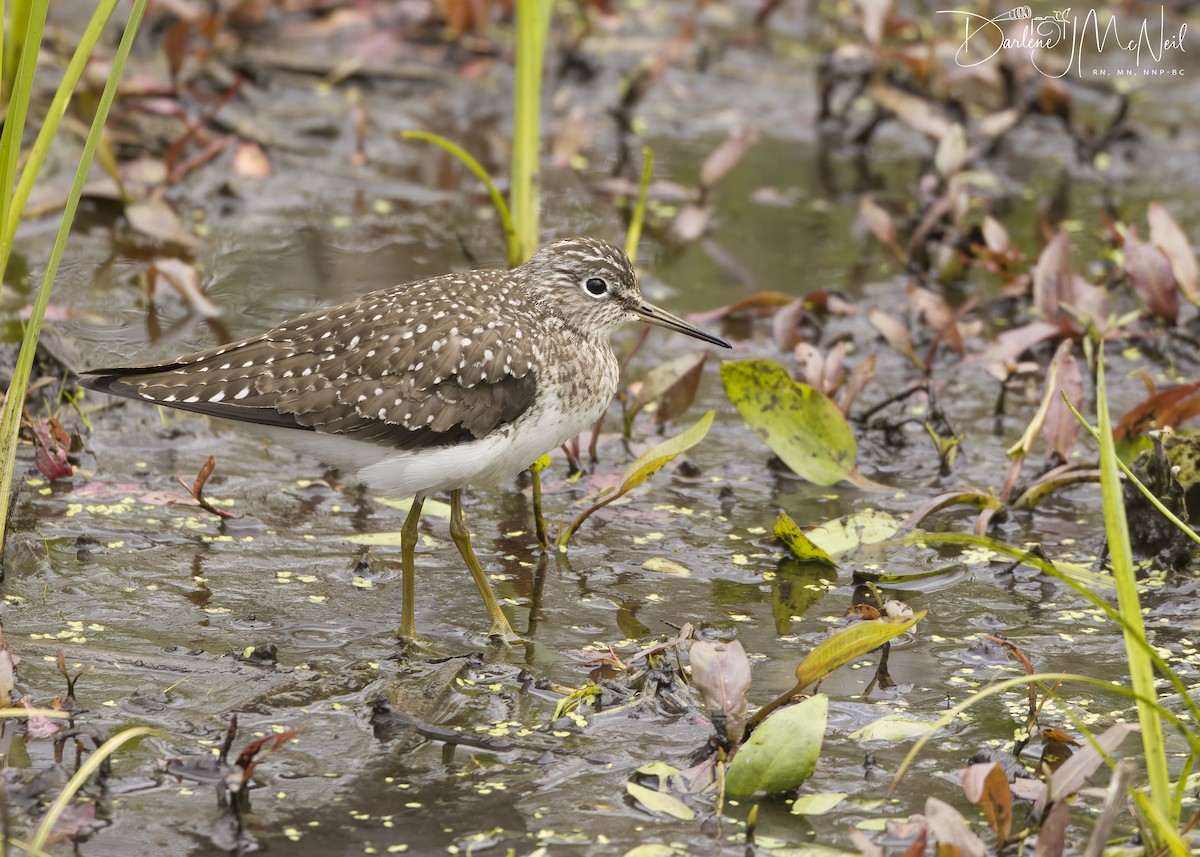 Solitary Sandpiper - Darlene J McNeil