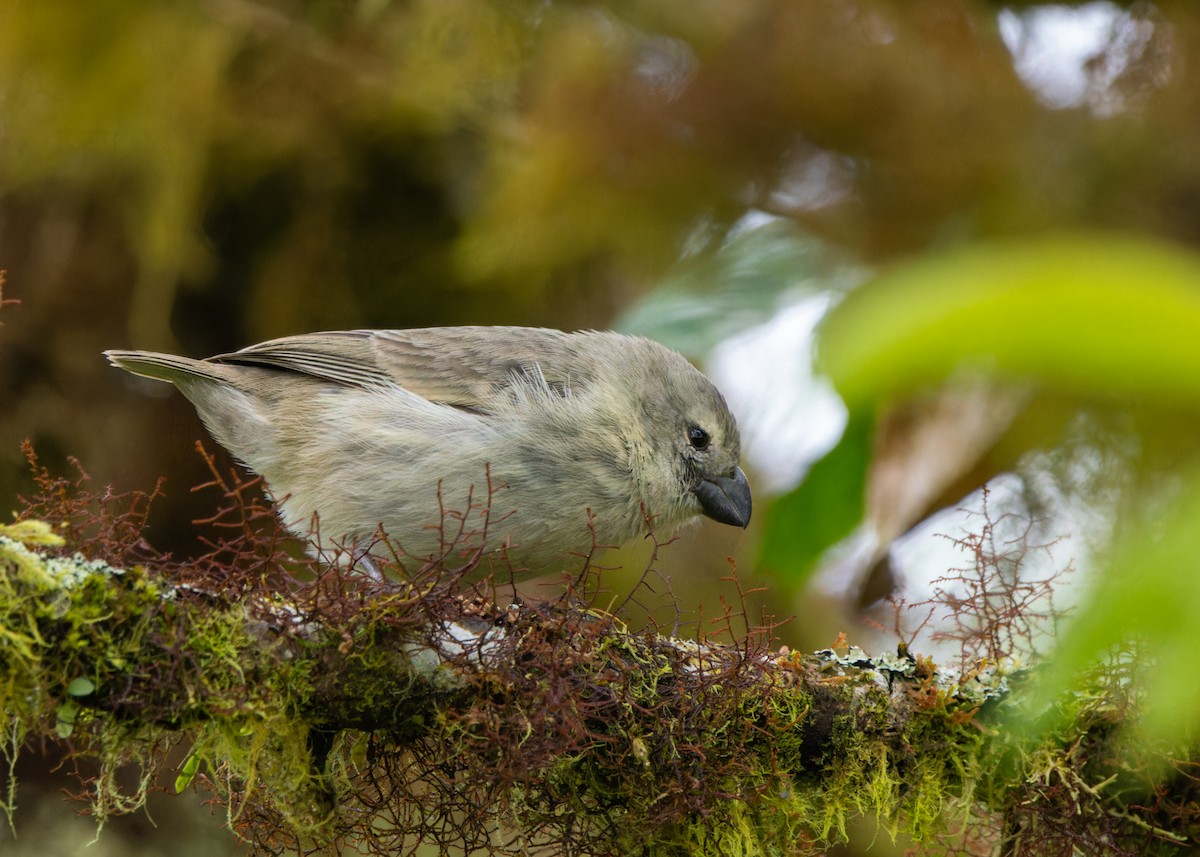 ML574136861 - Large Tree-Finch - Macaulay Library