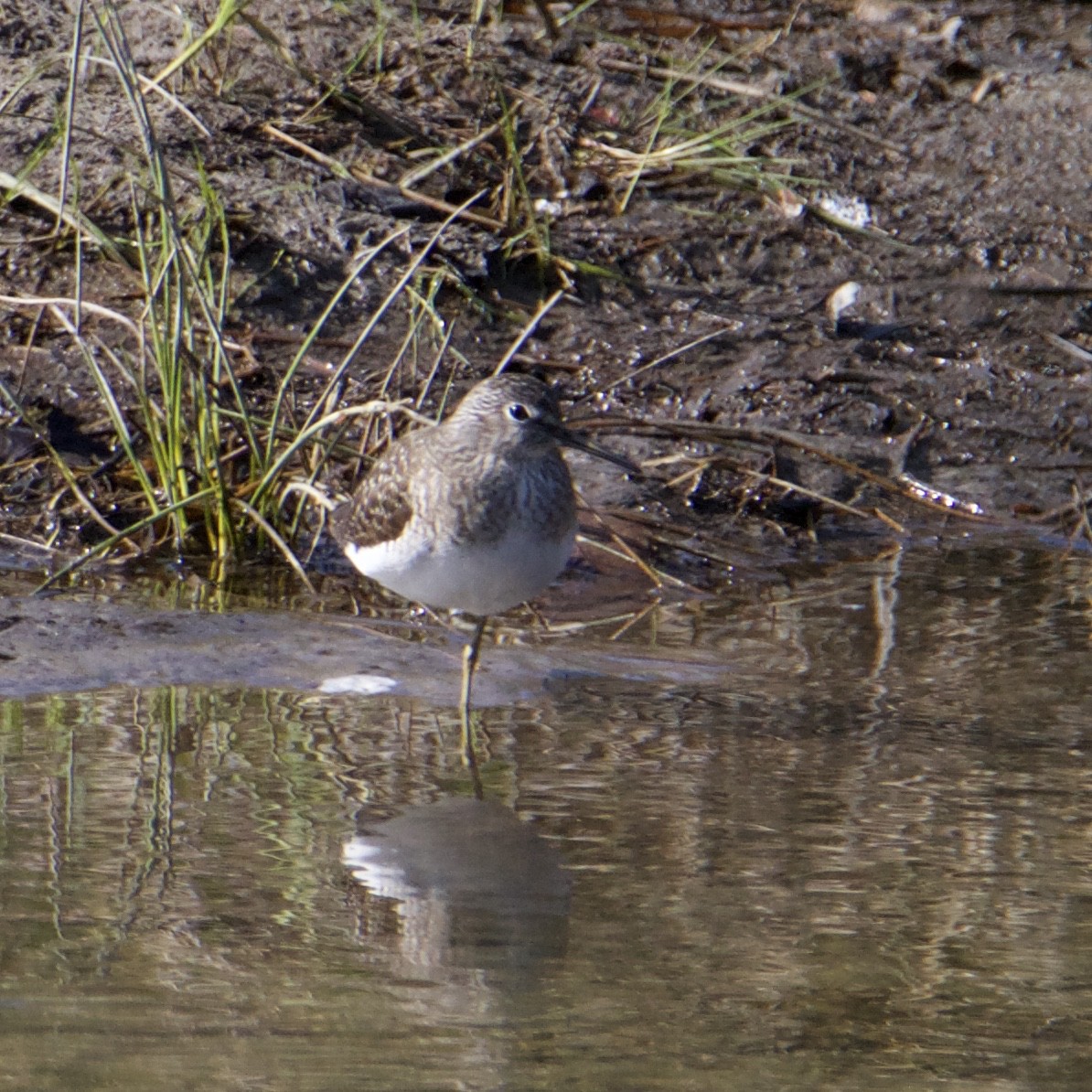 eremittsnipe - ML574136911