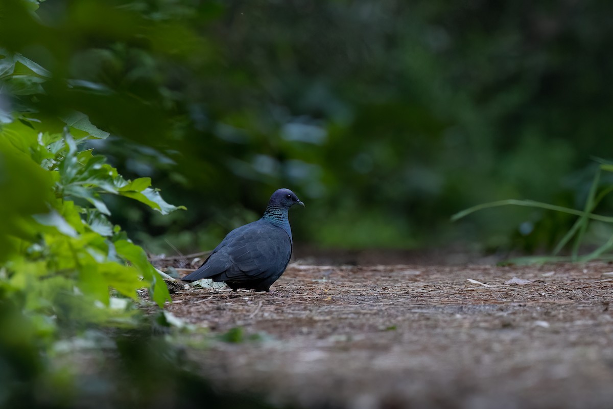 Black Wood-Pigeon - ML574137381