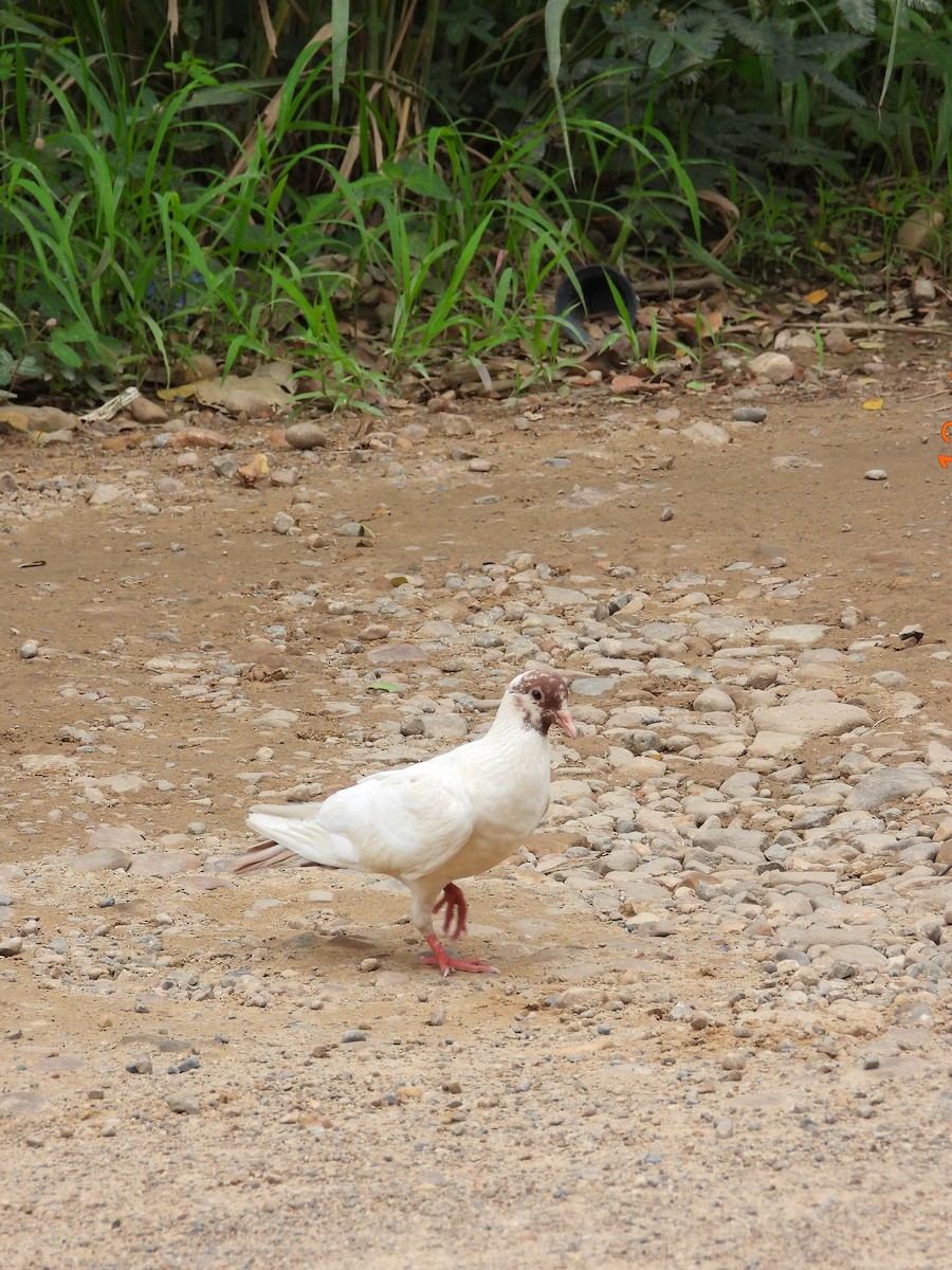 Rock Pigeon (Feral Pigeon) - ML574137901