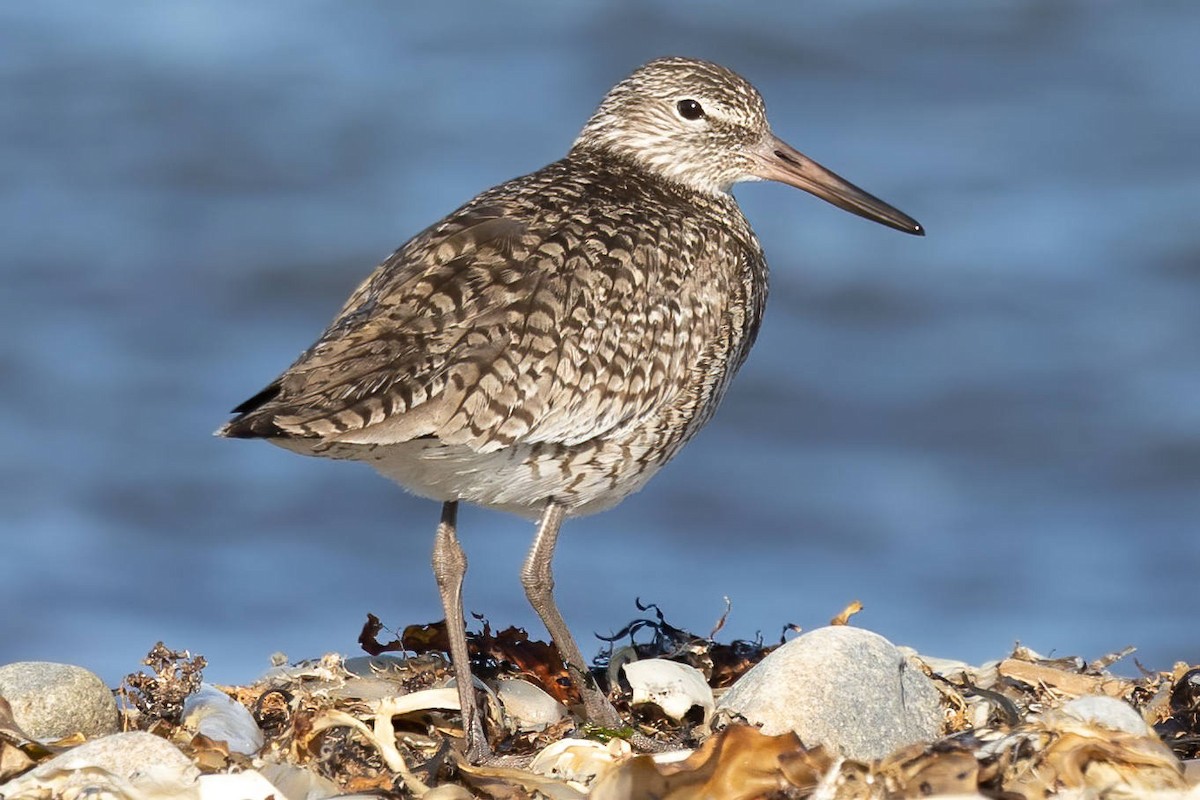 Willet - ML574138361