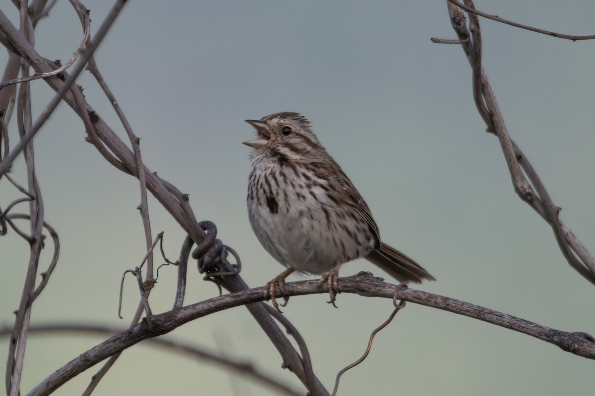 Song Sparrow - ML574139221