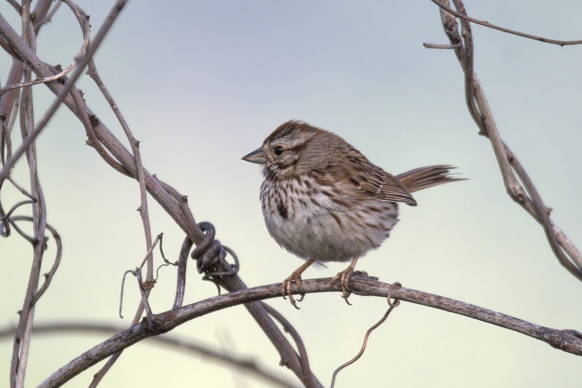 Song Sparrow - ML574139241