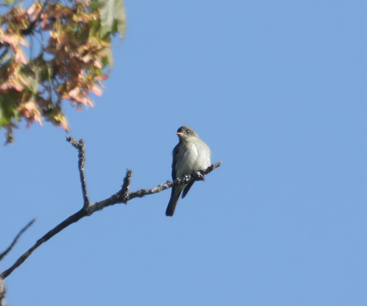 Eastern Wood-Pewee - ML574139491