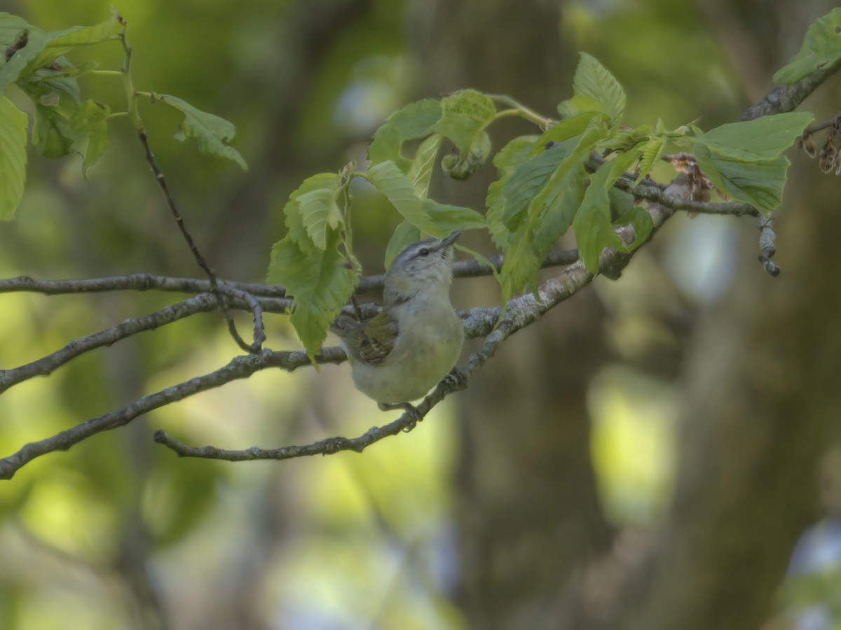 Tennessee Warbler - ML574140181