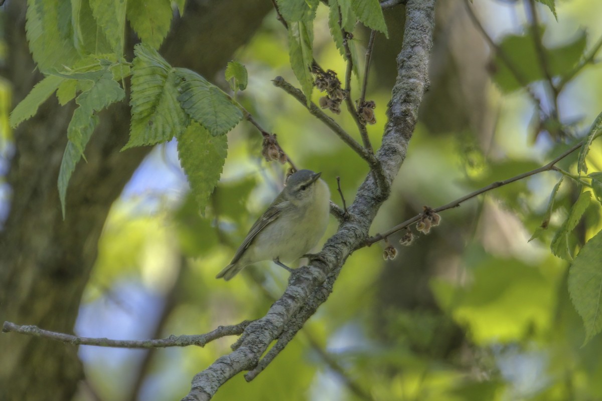 Tennessee Warbler - ML574140191