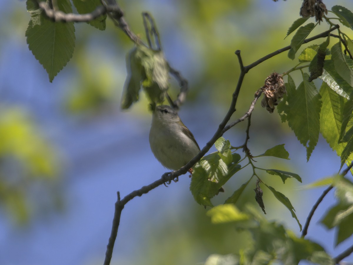 Paruline obscure - ML574140201