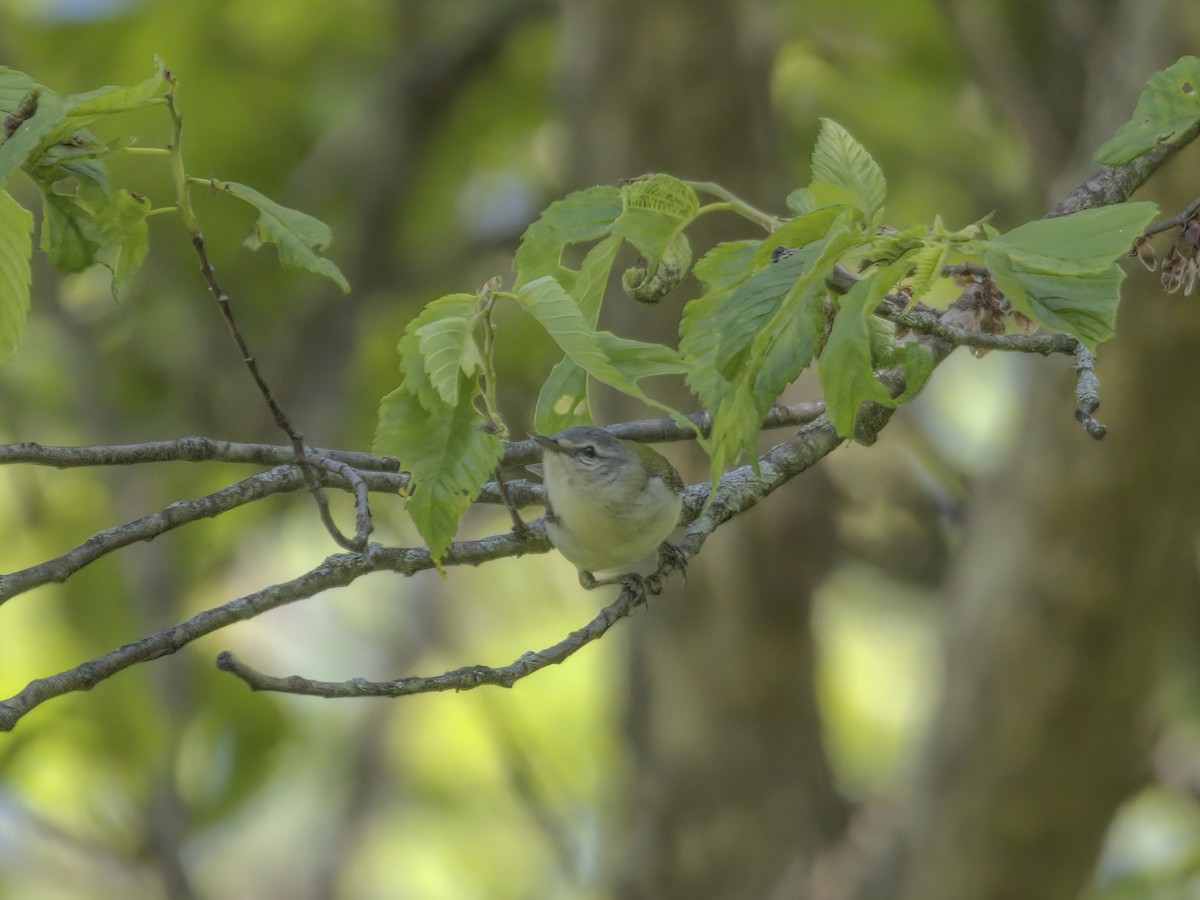 Tennessee Warbler - ML574140221