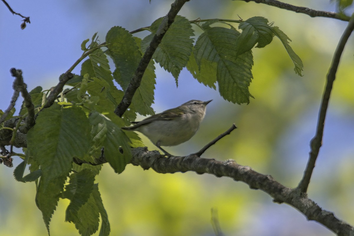 Tennessee Warbler - ML574140241