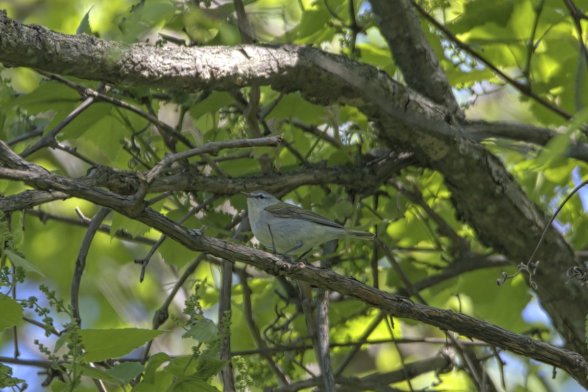 Tennessee Warbler - ML574140251