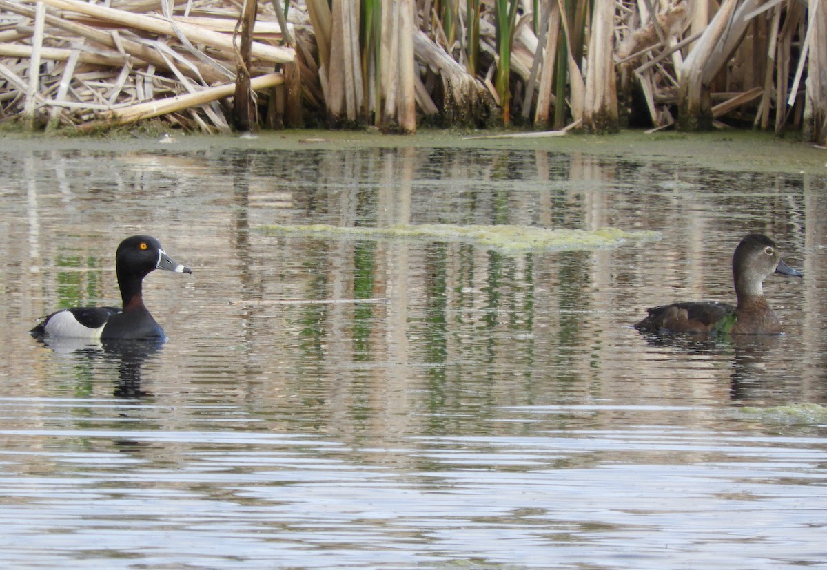 Ring-necked Duck - ML574140321