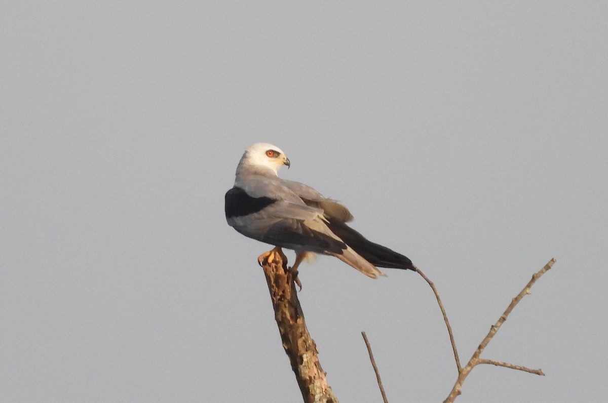 White-tailed Kite - ML574140491