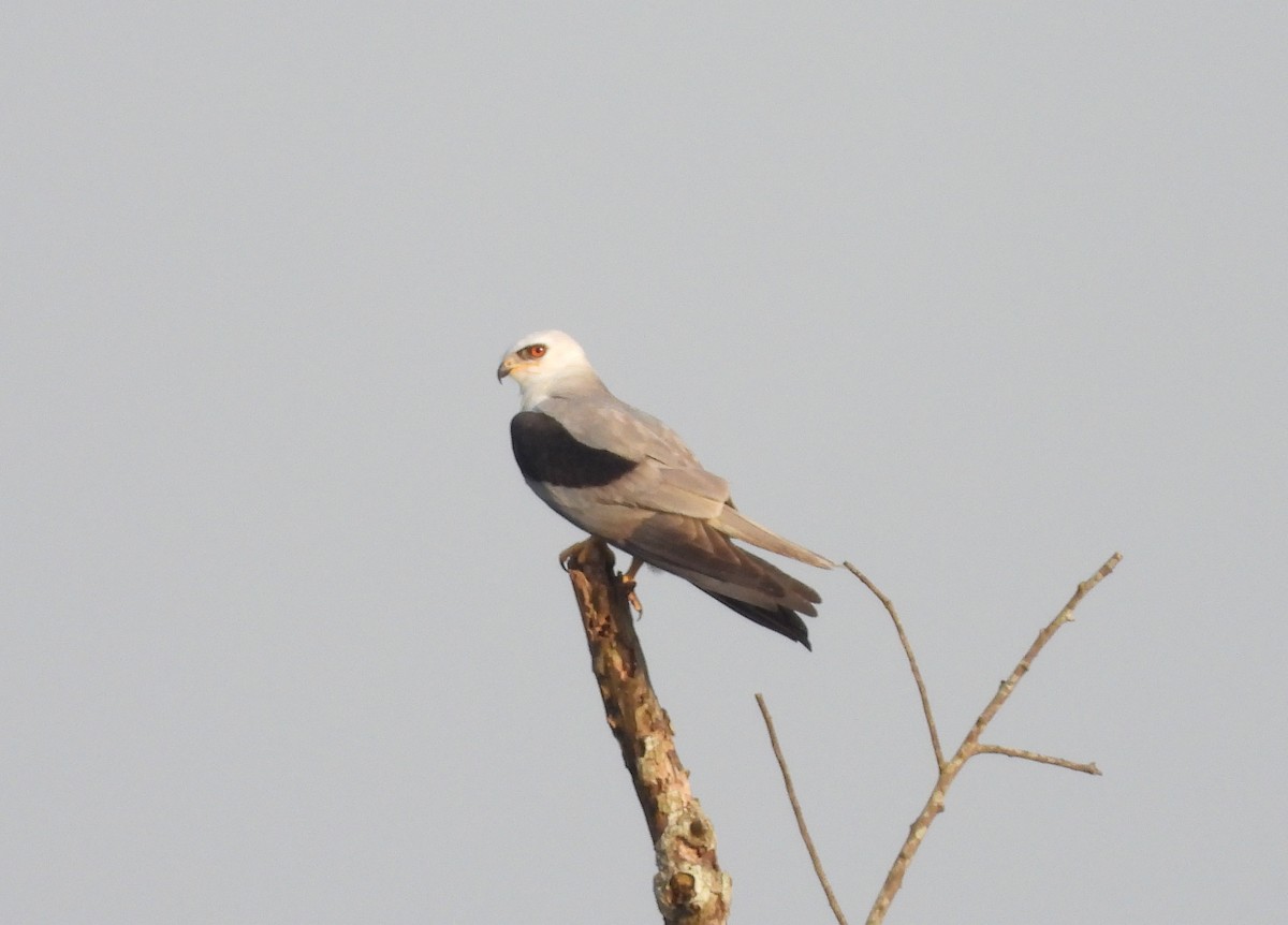 White-tailed Kite - ML574140501