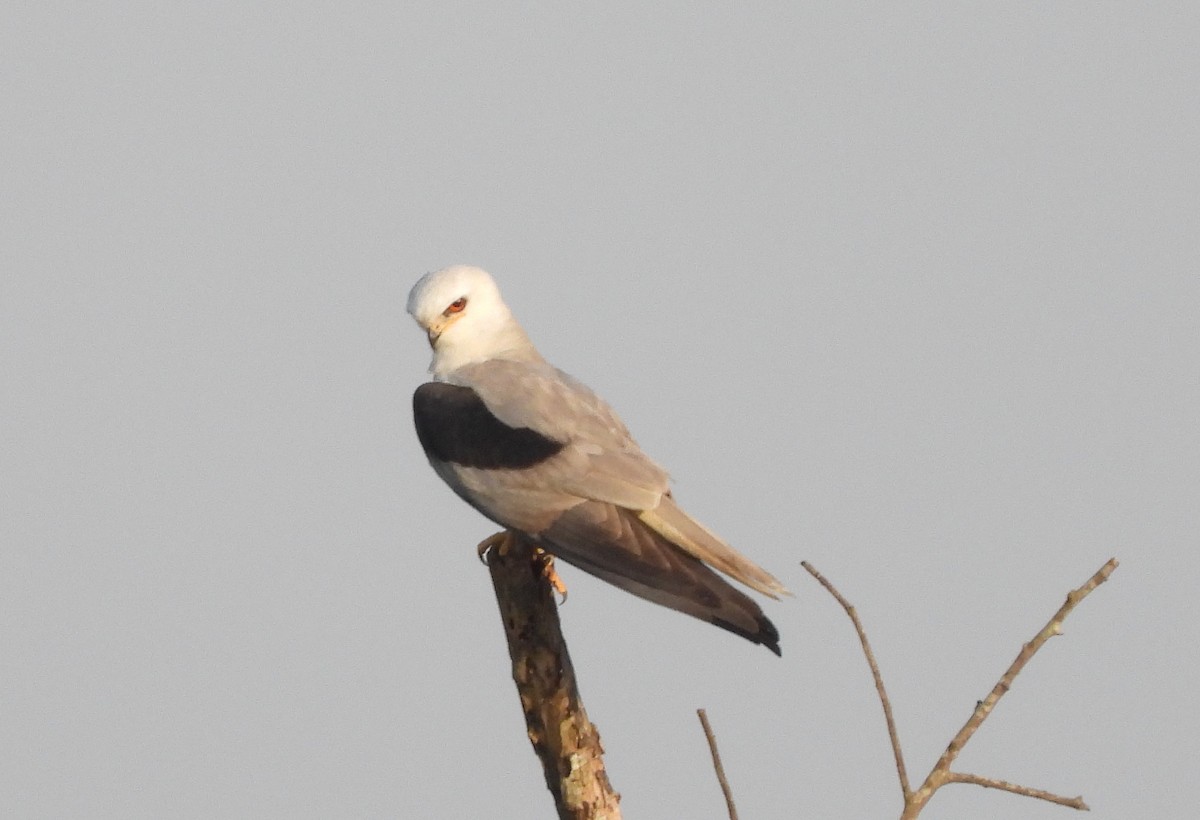 White-tailed Kite - ML574140521