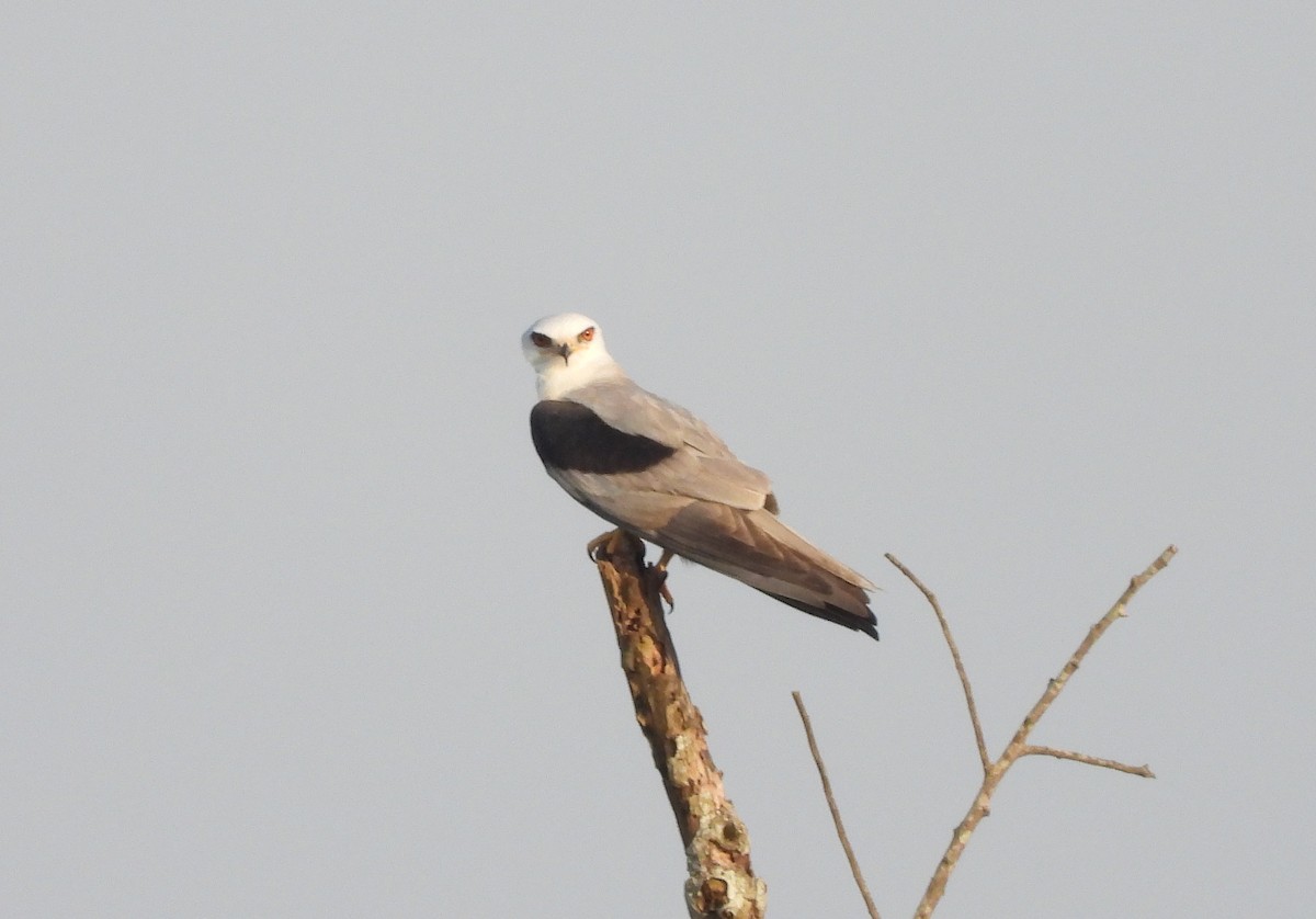 White-tailed Kite - ML574140531