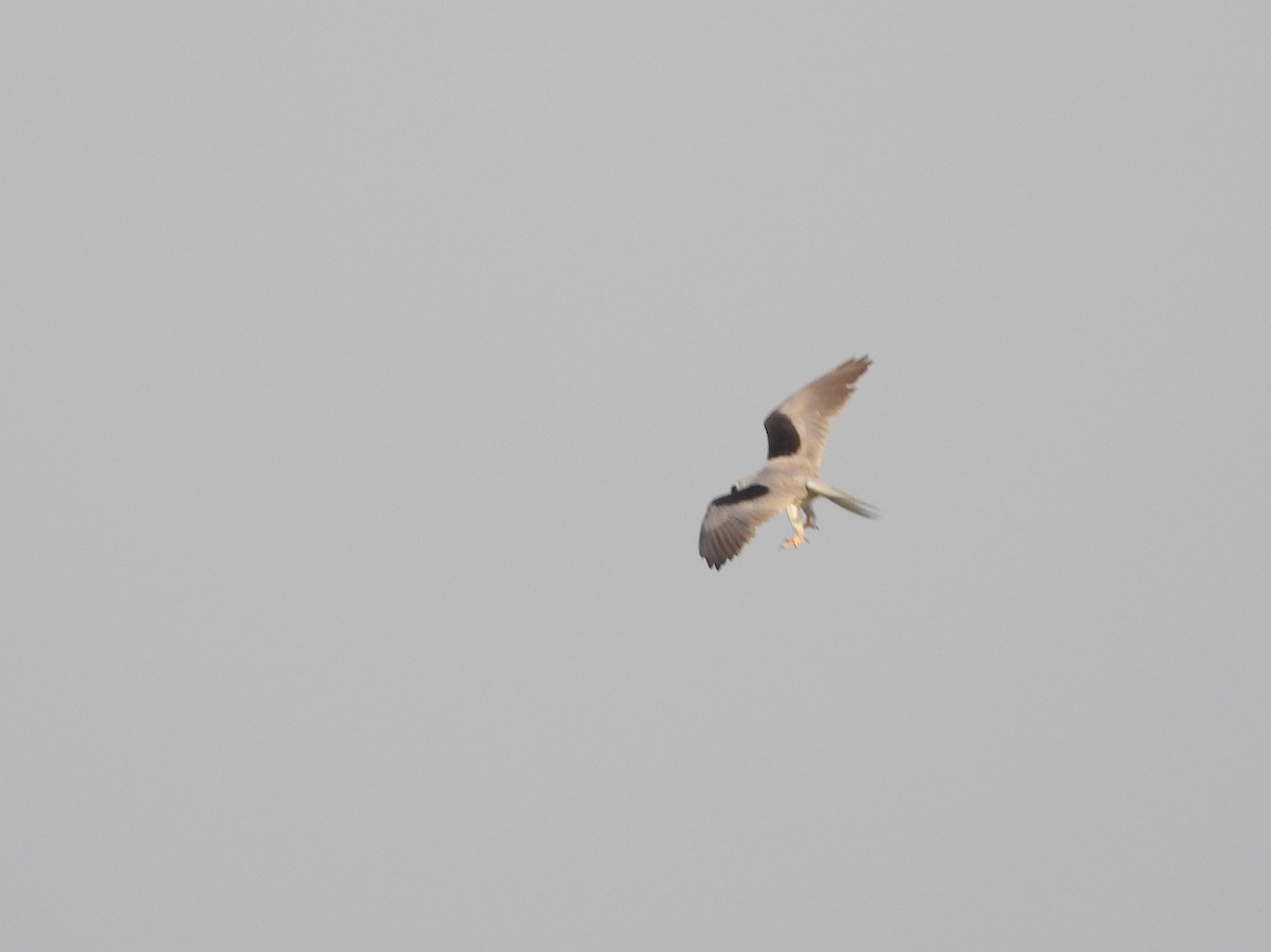 White-tailed Kite - ML574140541