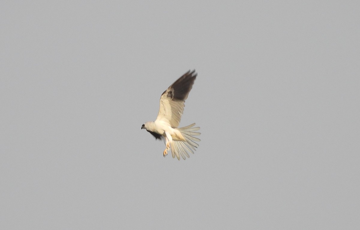 White-tailed Kite - ML574140551