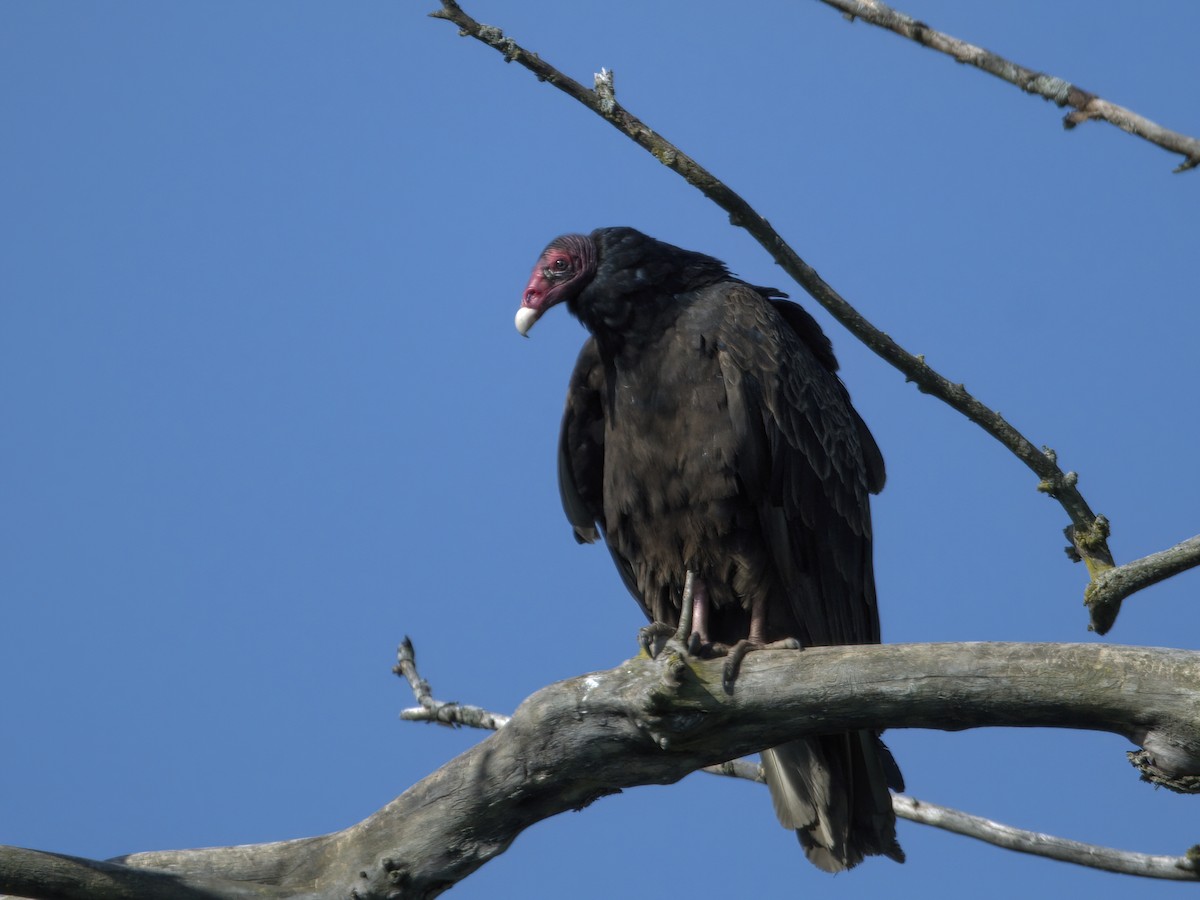 Turkey Vulture - ML574140681