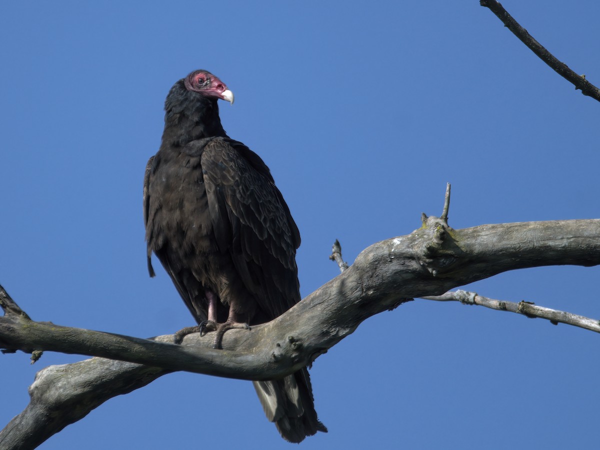 Urubu à tête rouge - ML574140711