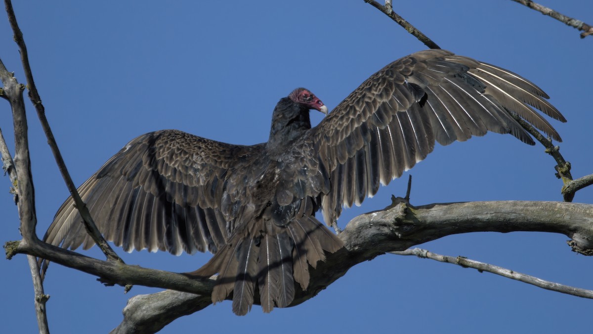Turkey Vulture - ML574140731