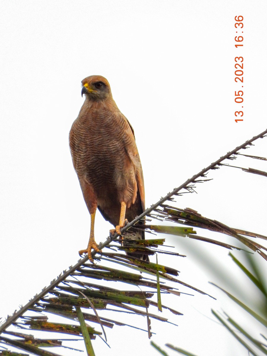 Savanna Hawk - ML574140841