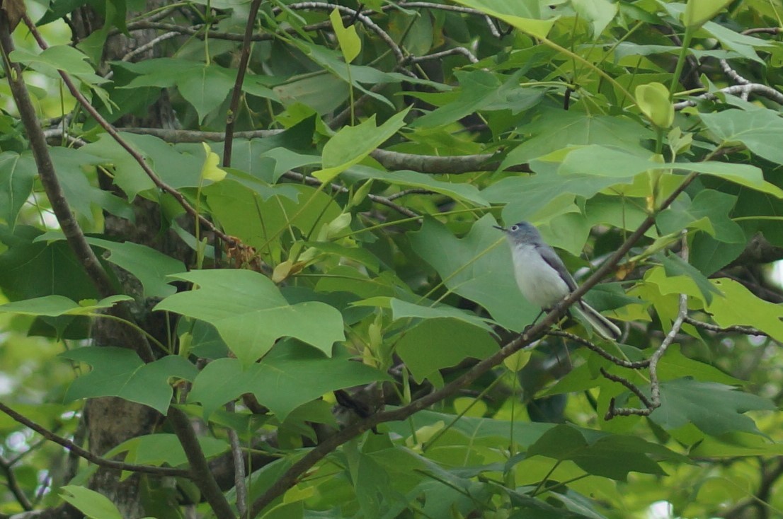 Blue-gray Gnatcatcher - ML57414091
