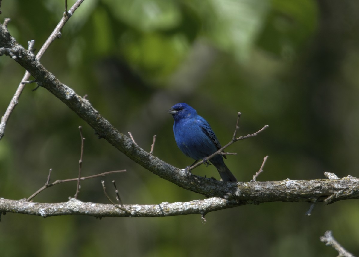 Indigo Bunting - ML574141001