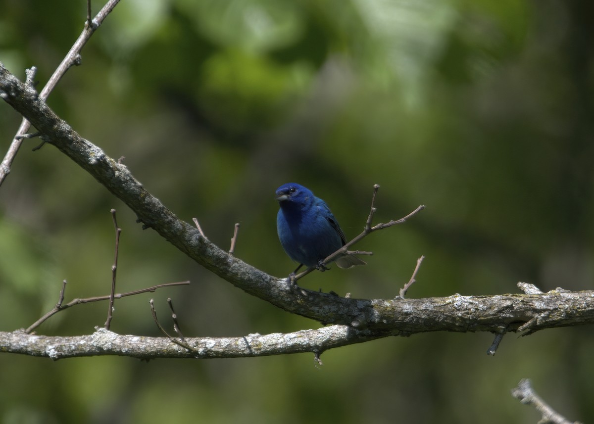 Indigo Bunting - Justin Kolakowski