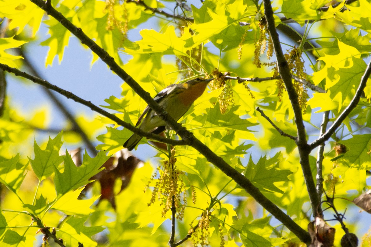 Blackburnian Warbler - ML574141231