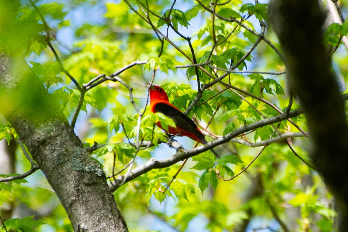 Scarlet Tanager - ML574141301