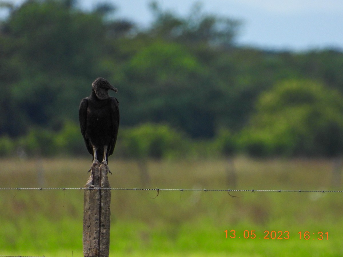 Black Vulture - ML574141371