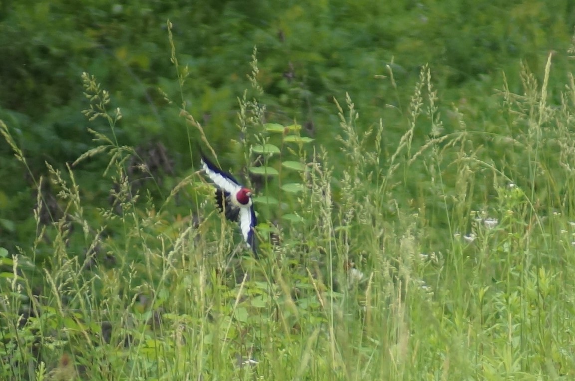 Red-headed Woodpecker - ML57414191