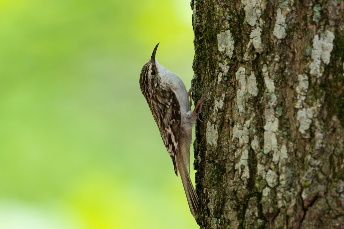 Brown Creeper - ML574142691