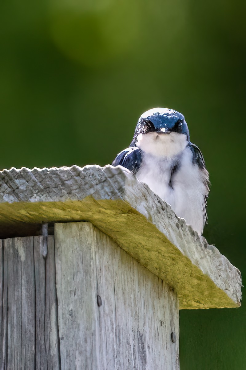 Tree Swallow - Clark Johnson