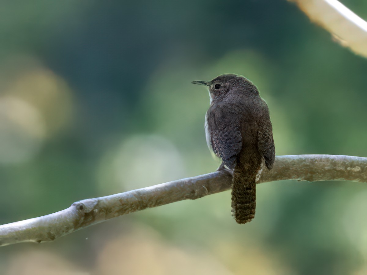 House Wren - Clark Johnson