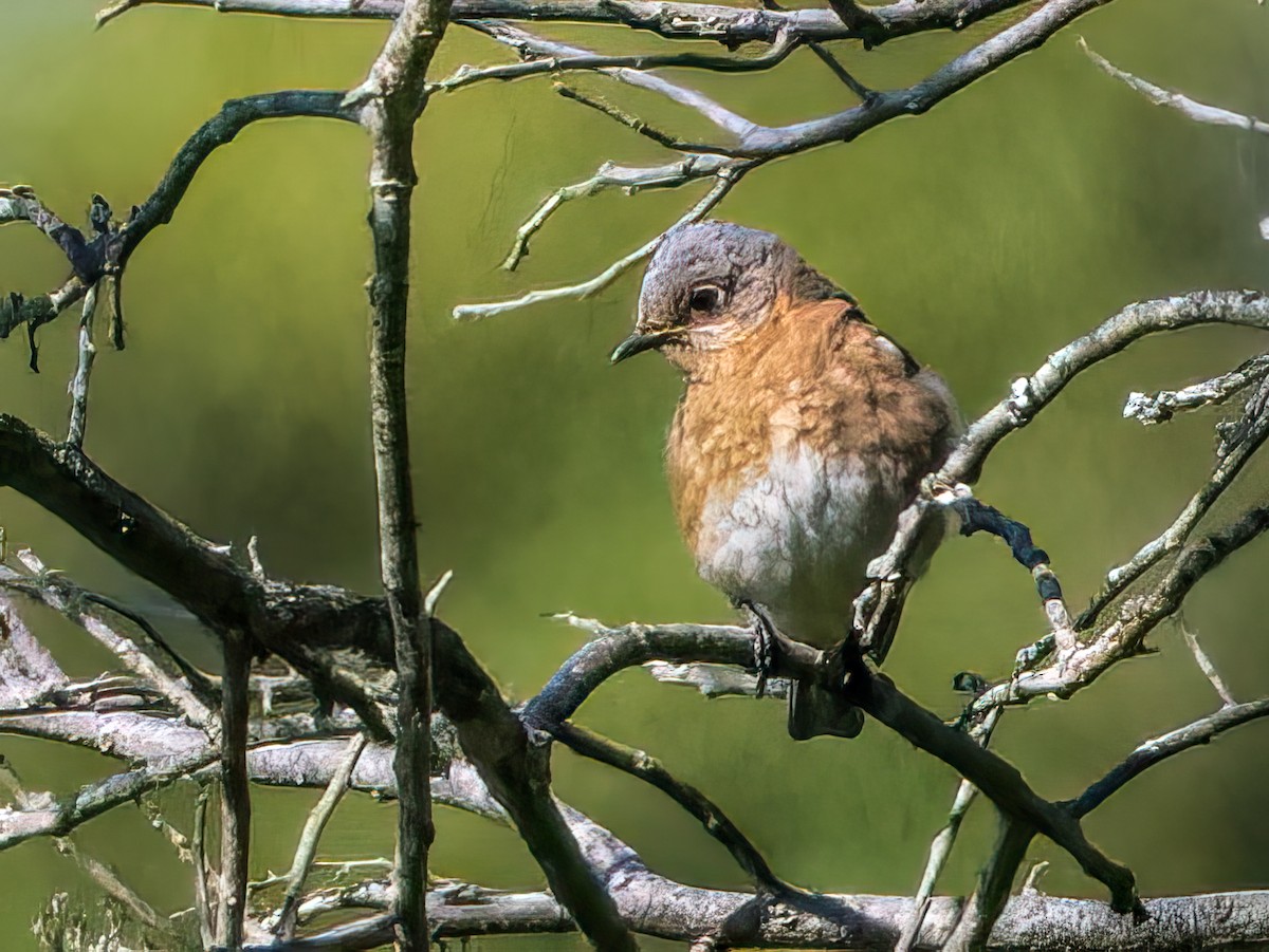 Eastern Bluebird - Clark Johnson